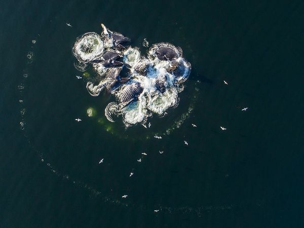 Alaska-Aerial view of Humpback Whales bubble net feeding on school of herring fish